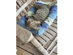 Adopt Lila a Gray, Blue or Silver Tabby Domestic Shorthair cat in Caldwell