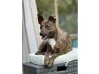 Adopt Scrappy a Brindle Australian Cattle Dog / Mixed dog in Houston