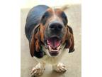 Adopt Ollie a Tricolor (Tan/Brown & Black & White) Basset Hound / Mixed dog in