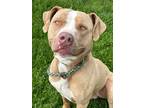 Adopt Roy a Tan/Yellow/Fawn American Pit Bull Terrier / Mixed Breed (Medium) /