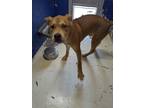 Adopt Magic a Red/Golden/Orange/Chestnut American Pit Bull Terrier / Mixed Breed