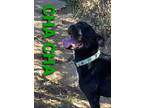 Adopt CHA CHA a Black Bull Terrier / Mixed dog in Harrodsburg, KY (41289940)