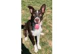 Adopt Ringo a Brown/Chocolate Border Collie / Mixed Breed (Medium) / Mixed