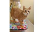 Adopt Ducky a Gray or Blue (Mostly) Domestic Shorthair / Mixed Breed (Medium) /