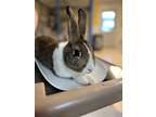 Adopt Sir Hopsalot a Chocolate Dutch / Mixed (short coat) rabbit in Seville