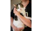 Adopt Bo Peep a White (Mostly) Domestic Shorthair (short coat) cat in HARRISON