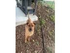 Adopt Ginger a Red/Golden/Orange/Chestnut Rhodesian Ridgeback / Mixed dog in