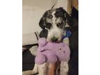 Adopt Cereal a Merle Australian Shepherd / Bernedoodle / Mixed dog in