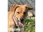 Adopt Hailey a Tan/Yellow/Fawn Shepherd (Unknown Type) / Mixed dog in Warren