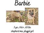 Adopt Barbie & Pups a Labrador Retriever / Shepherd (Unknown Type) / Mixed dog