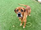 Adopt Droopy a Brindle Mastiff / Mixed Breed (Medium) / Mixed (short coat) dog