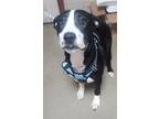 Adopt Danny a Black Border Collie / Mixed Breed (Medium) / Mixed (short coat)