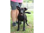 Adopt Kirkland - Adoptable a Labrador Retriever / Mixed Breed (Medium) / Mixed