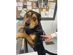 Adopt Runner a Black Rottweiler / Mixed Breed (Medium) / Mixed (short coat) dog