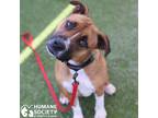 Adopt DAYTONA a Red/Golden/Orange/Chestnut - with Black Black Mouth Cur / Mixed