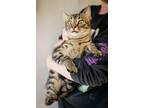 Adopt Mr. Potato Head a Brown Tabby Domestic Shorthair (short coat) cat in
