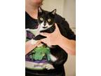 Adopt Slinky a Black & White or Tuxedo Domestic Shorthair (short coat) cat in