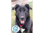 Adopt Phantom a Black Mixed Breed (Small) / Mixed Breed (Medium) / Mixed (short