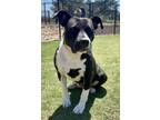Adopt Loraina* a Black Mixed Breed (Small) / Mixed Breed (Medium) / Mixed (short