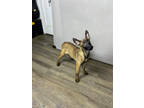 Adopt Lily a Brown/Chocolate Belgian Malinois / Mixed Breed (Medium) / Mixed