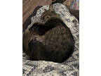 Adopt Lucy a Brown Tabby Domestic Longhair / Mixed Breed (Medium) / Mixed (short