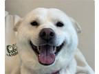 Adopt Hyuji a Jindo / Mixed dog in San Ramon, CA (40899065)