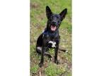 Adopt SCORPION a Black - with White Australian Kelpie / Carolina Dog dog in
