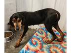Adopt Cherrie a Black Mixed Breed (Small) / Mixed Breed (Medium) / Mixed (short