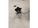 Adopt Ryanne G13 4-25-24 a Black Australian Cattle Dog / American Pit Bull