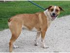 Adopt Betty a Red/Golden/Orange/Chestnut - with White Australian Cattle Dog /