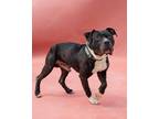 Adopt Beetle a Black American Pit Bull Terrier / Mixed Breed (Medium) / Mixed