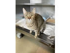 Adopt Pip a Brown Tabby Domestic Shorthair / Mixed Breed (Medium) / Mixed (short