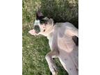 Adopt Shego a Black American Pit Bull Terrier / Mixed Breed (Medium) / Mixed