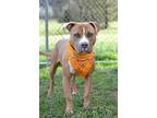 Adopt King - Adoptable a Affenpinscher / Mixed Breed (Medium) / Mixed dog in