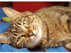 Adopt Athena a Brown Tabby Domestic Shorthair / Mixed Breed (Medium) / Mixed