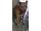 Adopt Henny Penny a Brindle Mixed Breed (Small) / Mixed Breed (Medium) / Mixed