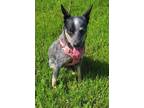 Adopt Mariah a Gray/Blue/Silver/Salt & Pepper Blue Heeler / Mixed dog in