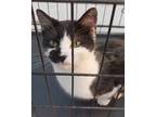 Adopt Emerald a Black & White or Tuxedo American Shorthair / Mixed (short coat)