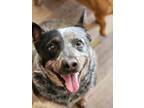 Adopt Fanny a Australian Cattle Dog / Mixed dog in Garner, NC (41287348)