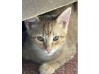 Adopt Melodie's Ogden a Orange or Red Tabby Domestic Shorthair / Mixed (short