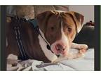 Adopt Sully a Red/Golden/Orange/Chestnut - with White Basset Hound / American