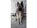 Adopt Sugee a Tricolor (Tan/Brown & Black & White) German Shepherd Dog / Husky /