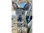 Adopt Scooby Doo a Black - with White Catahoula Leopard Dog / Mixed dog in
