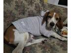 Adopt Wayne a Tricolor (Tan/Brown & Black & White) Beagle / Mixed dog in