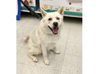 Adopt King a White American Eskimo Dog / Siberian Husky / Mixed dog in Plain