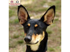 Adopt Jolene a Black Doberman Pinscher / Mixed Breed (Medium) / Mixed (short