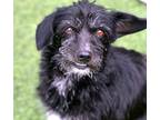 Adopt Bissell a Black - with White Cairn Terrier / Chiweenie / Mixed dog in