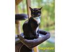 Adopt Siegmeyer a American Shorthair / Mixed (short coat) cat in Cambridge
