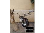 Adopt Shakera a Spotted Tabby/Leopard Spotted Egyptian Mau / Mixed cat in