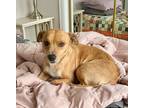 Adopt Ellie a Red/Golden/Orange/Chestnut Dachshund / Catahoula Leopard Dog dog